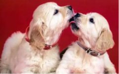 踏春那些事兒：狗狗發情