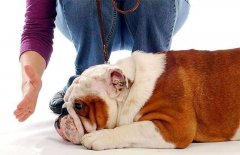 狗狗被主人打后會存有報復寵主嗎？