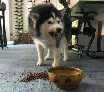 這些錯誤喂食習慣，別再犯了  華興寵物食品