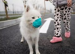疫情下，如何保證寵物的安全？