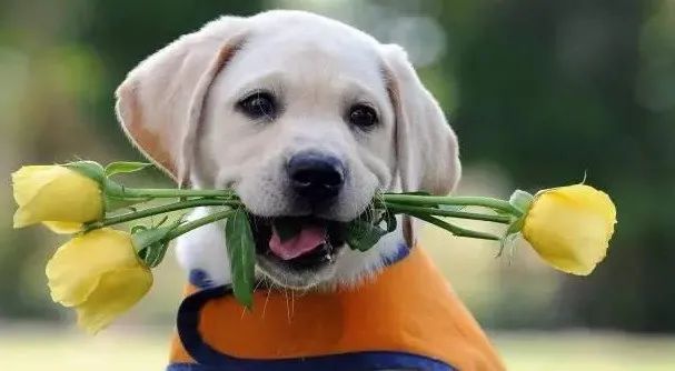 感動！原來狗狗這些表現，都是愛的證明