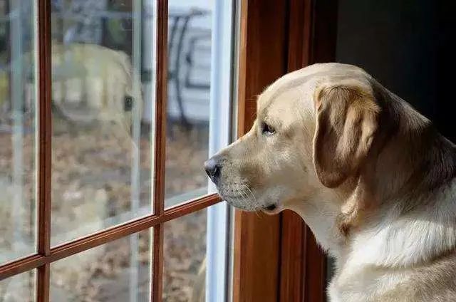 主人不在家的時候狗子都在干嘛？