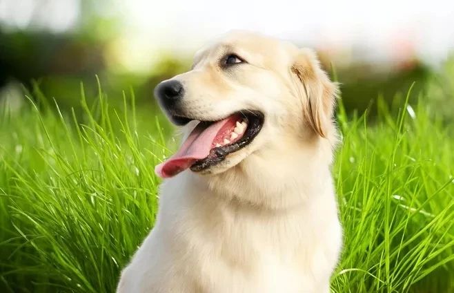 狗狗挑食不愛吃飯，究竟怎么回事？！