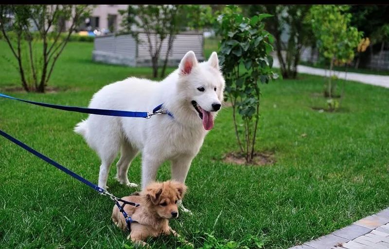 為什么有的狗狗喜歡挖坑？