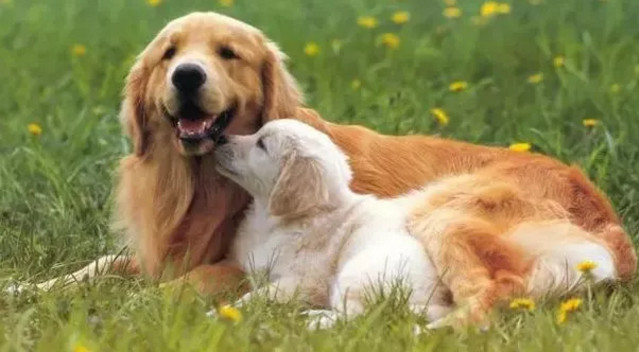 春季貓狗毛發滿天飛，如果是病理性掉毛，鏟屎官們要注意了！