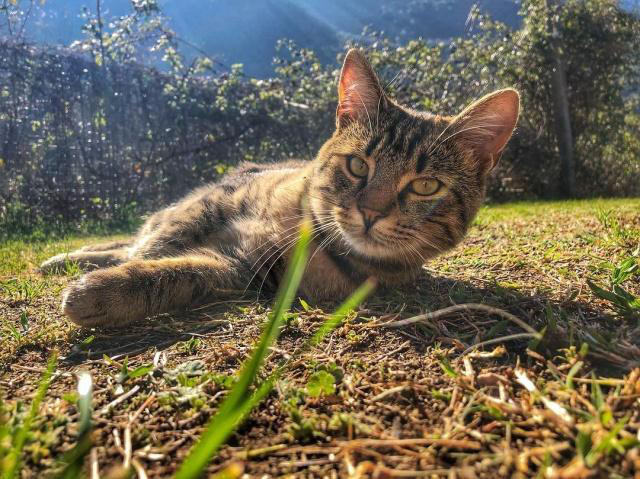 貓咪在春天容易感冒，平時應該注意什么呢？