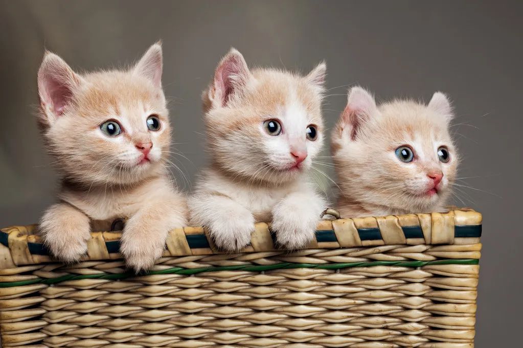 再生氣也不要打貓，告訴你為什么