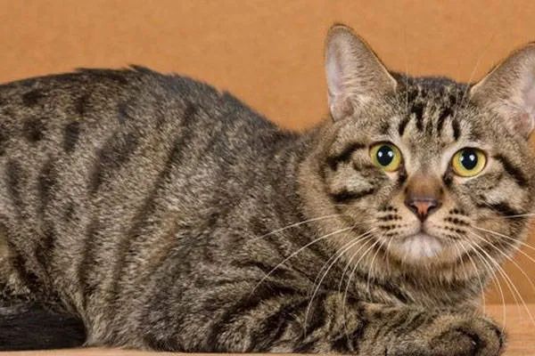 今天我們來盤點一下五種熱門的寵物貓，來看看你家的貓咪上榜了嗎？