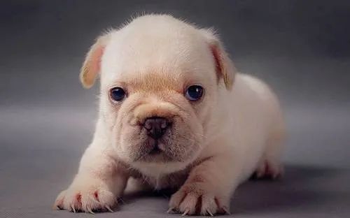 幼犬喂食的5個要點！小狗身體虛弱，主人可要注意了！